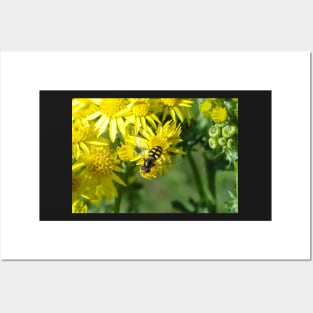 Hover Fly Posters and Art